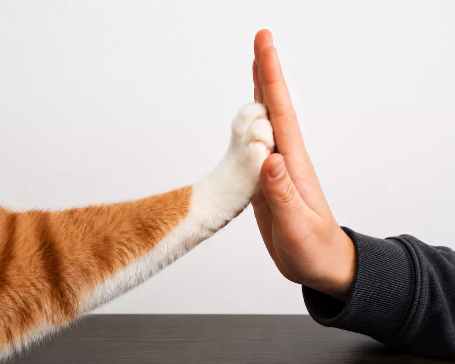 Bijles amstelveen werkwijze