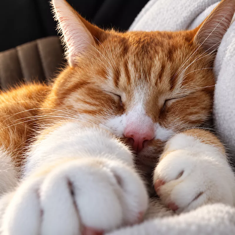 Ebi kater